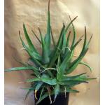 Aloe cheranganiensis 3-gallon pots