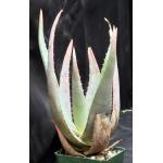 Aloe chrysostachys 4-inch pots