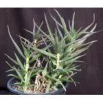 Aloe ciliaris var. ciliaris 2-gallon pots
