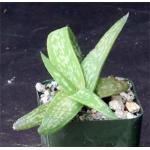 Aloe confusa 2-inch pots