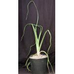 Aloe cooperi 2-gallon pots
