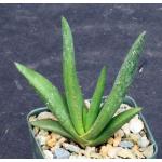 Aloe cryptopoda hybrids 3-inch pots