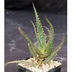 Aloe cv Coral Fire 5-inch pots
