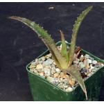 Aloe cv Goliath 4-inch pots