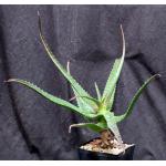 Aloe cv Goliath one-gallon pots