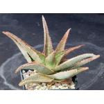 Aloe cv Green Sand 5-inch pots