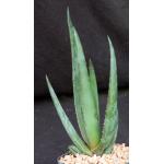 Aloe cv Hercules 5-inch pots