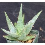Aloe cv Lavender Star 4-inch pots
