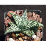 Aloe cv Snowstorm 3-inch pots