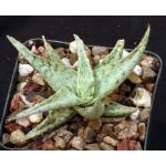 Aloe cv White Stag 4-inch pots
