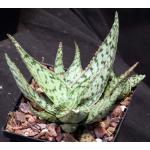 Aloe cv Wunderkind 5-inch pots