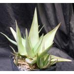 Aloe deltoideodonta var. fallax one-gallon pots