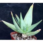 Aloe deltoideodonta var. fallax 4-inch pots