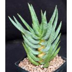 Aloe dichotoma one-gallon pots