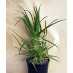 Aloe dorotheae 2-gallon pots