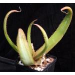 Aloe duckeri 5-inch pots