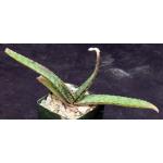 Aloe dewetii 4-inch pots