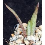 Aloe dyeri 2-inch pots