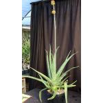Aloe eumassawana 3-gallon pots
