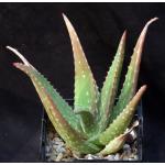 Aloe eumassawana 5-inch pots