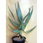 Aloe ferox 2-gallon pots
