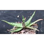 Aloe fragilis 5-inch pots