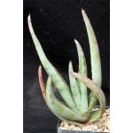 Aloe gerstneri  5-gallon pots