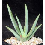 Aloe gilbertii 5-inch pots