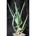 Aloe gilbertii one-gallon pots
