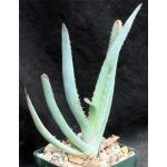 Aloe glauca ssp. spinosior 4-inch pots