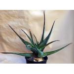Aloe glauca 2-gallon pots