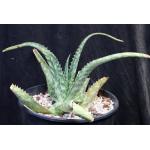 Aloe greenii 5-gallon pots