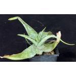 Aloe hahnii 5-inch pots