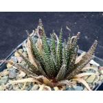 Aloe haworthioides 5-inch pots