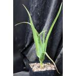 Aloe helenae one-gallon pots