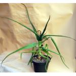 Aloe helenae 10-inch pots