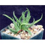 Aloe humilis Special Clone 4-inch pots