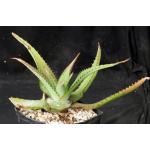 Aloe immaculata one-gallon pots