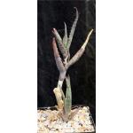 Aloe jibisana 5-inch pots