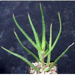 Aloe kedongensis 4-inch pots