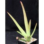 Aloe kilifiensis 5-inch pots