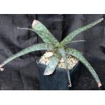 Aloe kilifiensis one-gallon pots