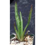 Aloe lateritia var. lateritia (Lindi, Tanzania) 4-inch pots