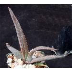 Aloe lavranosii 3-inch pots