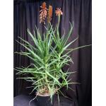 Aloe lensayuensis (WY 1185, Marsabit, Kenya) 3-gallon pots