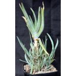 Aloe lineata (Strap Form) one-gallon pots