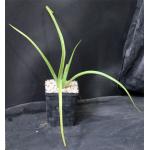 Aloe macra 5-inch pots