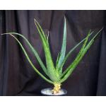 Aloe macrosiphon 2-gallon pots
