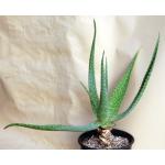 Aloe maculata 2-gallon pots