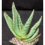 Aloe marlothii 5-inch pots